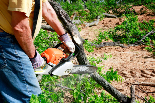 Emergency Storm Tree Removal in Eastmont, WA